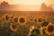 a large field of sunflowers in the middle of a field with a foggy sky in the background and trees in the distance