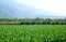 Large Field with Taro Plants