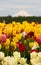 Large field of tulips with Mt. Hood