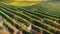 large field of vineyards