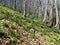 Large field of white blooming spring snowflake (Leucojum vernum)