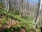 Large field of white blooming spring snowflake (Leucojum vernum) flowers