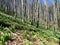 Large field of white blooming spring snowflake (Leucojum vernum) flowers