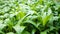 Large field of wild garlic growing in a forest