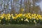 large field of yellow daffodils with green leaves