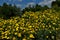 Large field of yellow daisies close up