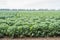 Large field with young Brussels sprout plants