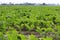 A large field with young green beet plants in holland