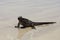 Large fierce looking male marine iguana seen in closeup sitting in the sun on a wet sandy beach