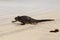 Large fierce looking male marine iguana seen in closeup walking in the sun on a sandy beach