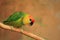 Large fig parrot