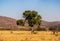 Large fig tree in a savanna setting