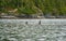 Large Fin Male Johnstone Strait Orcas