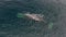 A large fin whale slowly submerging underwater