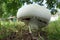 A large fine looking Horse mushroom emerging in an orchard.