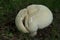 A large fine looking Horse mushroom emerging in an orchard.