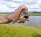 Large fish in the male hand is ide Leuciscus idus. Trophy catch.