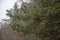 Large flakes of snow fall against the background of a pine forest, close-up