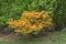 Large Flame Azalea shrub in the Blue Ridge Mountains.