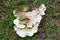 Large flat fungus growing on the roots of a tree