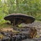 This large flat tinder fungus ganoderma lipsiense grows on a dead tree stump in the Prielenbos near Zoetermeer