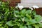Large flawless white Calla lilies flowers, Zantedeschia aethiopica, with a bright yellow spadix in the centre of each flower.  The