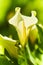 Large flawless white Calla lilies flowers, Zantedeschia aethiopica, with a bright yellow spadix in the centre of each flower. Whit