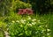 Large flawless white Calla lilies flowers, Zantedeschia aethiopica, with a bright yellow spadix in the centre of each flower. Whit