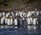 Large flock of adult king penguins in South Georgia