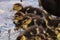 Large flock of Baby Muscovy ducklings Cairina moschata crowd tog