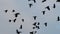 Large flock of birds flying in slow motion