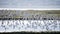 Large flock of black tailed godwits in flight during Autumn