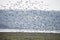 Large flock of black tailed godwits in flight during Autumn