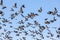 Large flock of Canadian gees against blue sky.