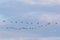 Large flock of cananda geese in flight