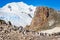 Large flock of chinstrap penguins standing on the rocks with snow mountain in the background, Half Moon island, Antarctic