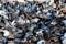 Large flock of city pigeons