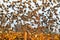 A large flock of common starlings takes off from the vineyard.