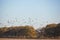 A large flock of crows flew to the field in search of food