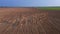 A large flock of deer, males and females, filmed from drones on a field farm .