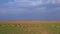 A large flock of deer, males and females, filmed from drones on a field farm d