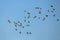 A large flock of ducks flying on the blue sky.