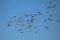 A large flock of ducks flying on the blue sky.