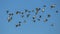 A large flock of ducks flying on the blue sky.