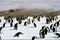 Large flock of emperor penguins gathered on ice floe on cold sunny day.