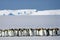 Large flock emperor penguins standing in snow playing snuggled up.