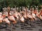 Large flock of flamingos bursts with colors, red predominates