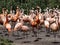 large flock of flamingos bursts with colors, red predominates