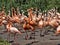 Large flock of flamingos bursts with colors, red predominates