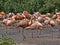 large flock of flamingos bursts with colors, red predominates